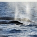 whale_humpback_h_00740_dom2836.jpg